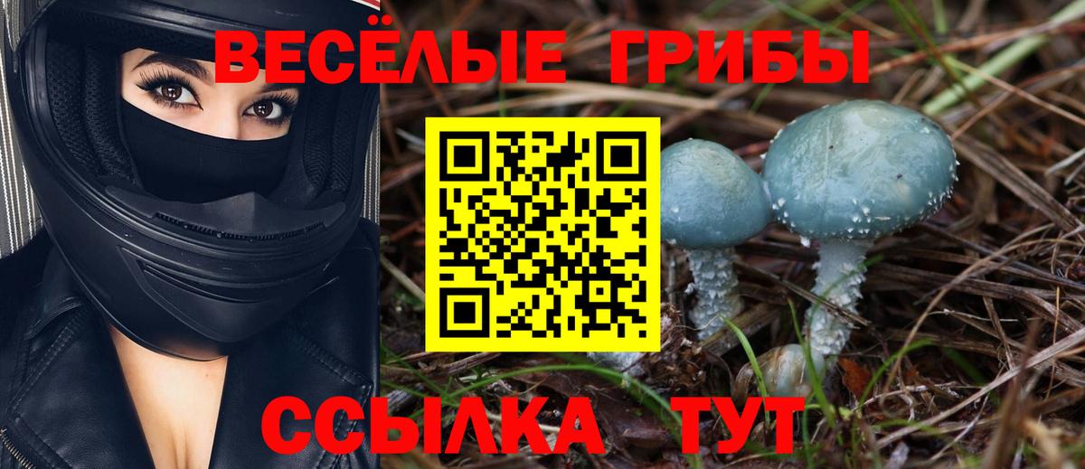 Галлюциногенные грибы Psilocybine cubensis Кинель